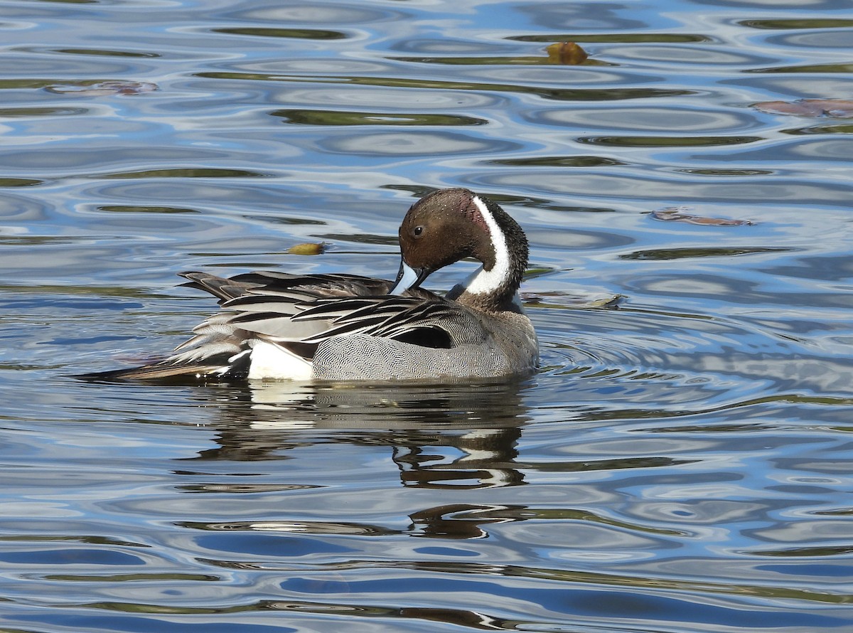 Northern Pintail - Dale Floer