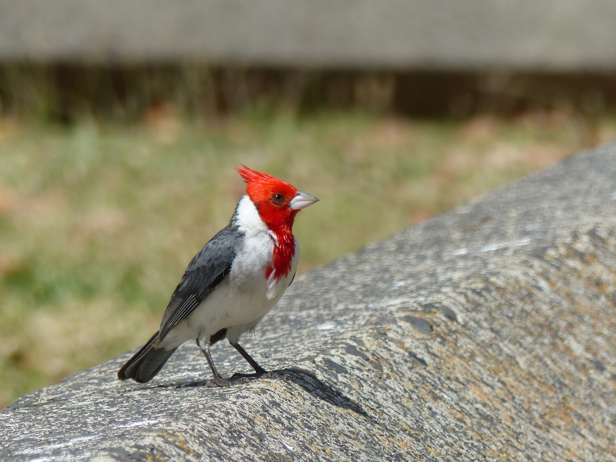 Red-crested Cardinal - ML153312721