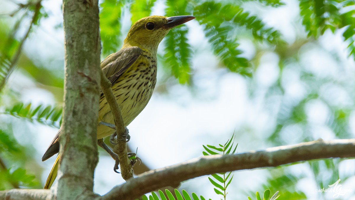Indian Golden Oriole - ML153312871