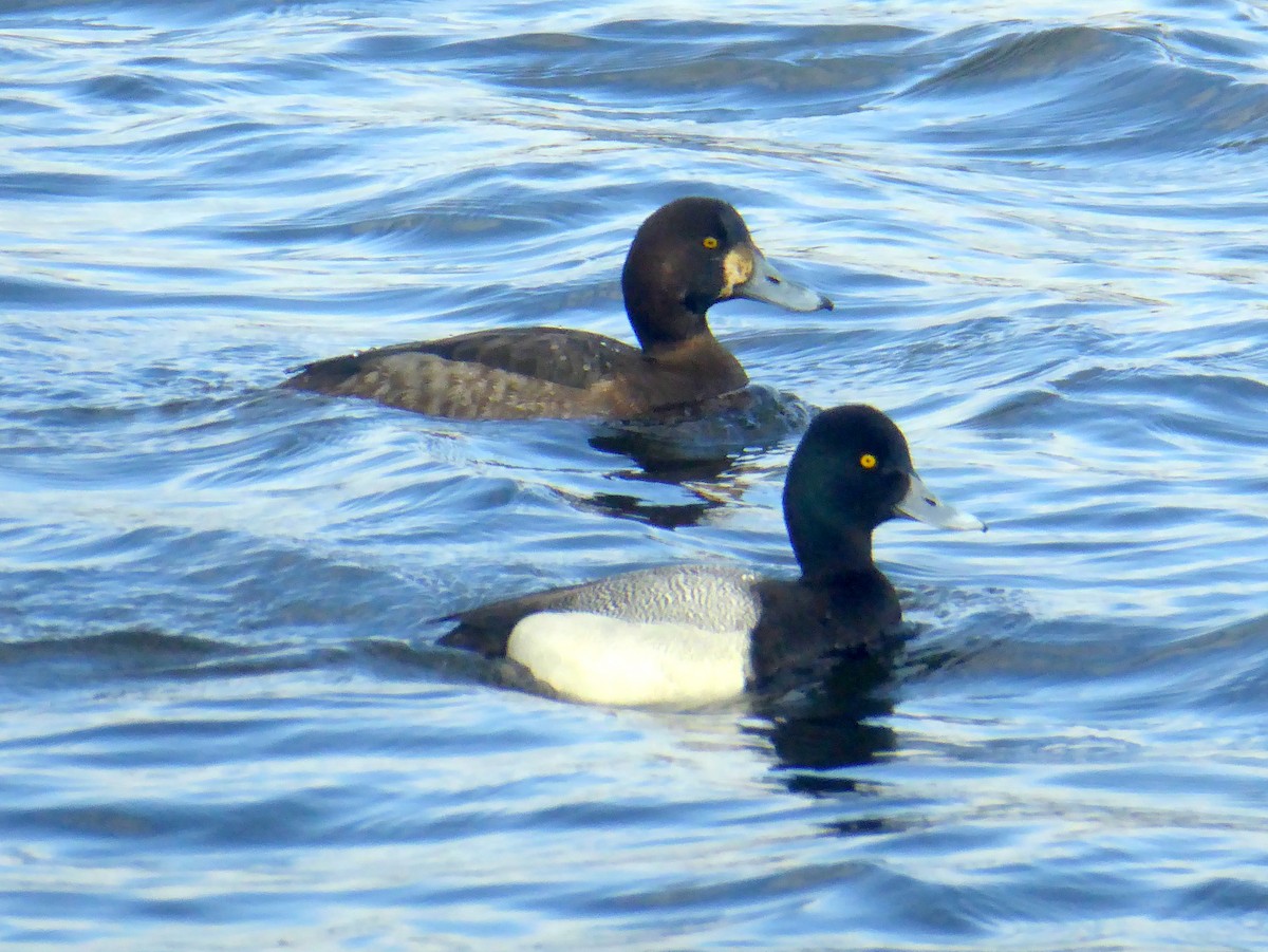 Greater Scaup - ML153313161