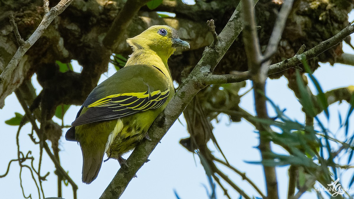 Gray-fronted Green-Pigeon - ML153313451