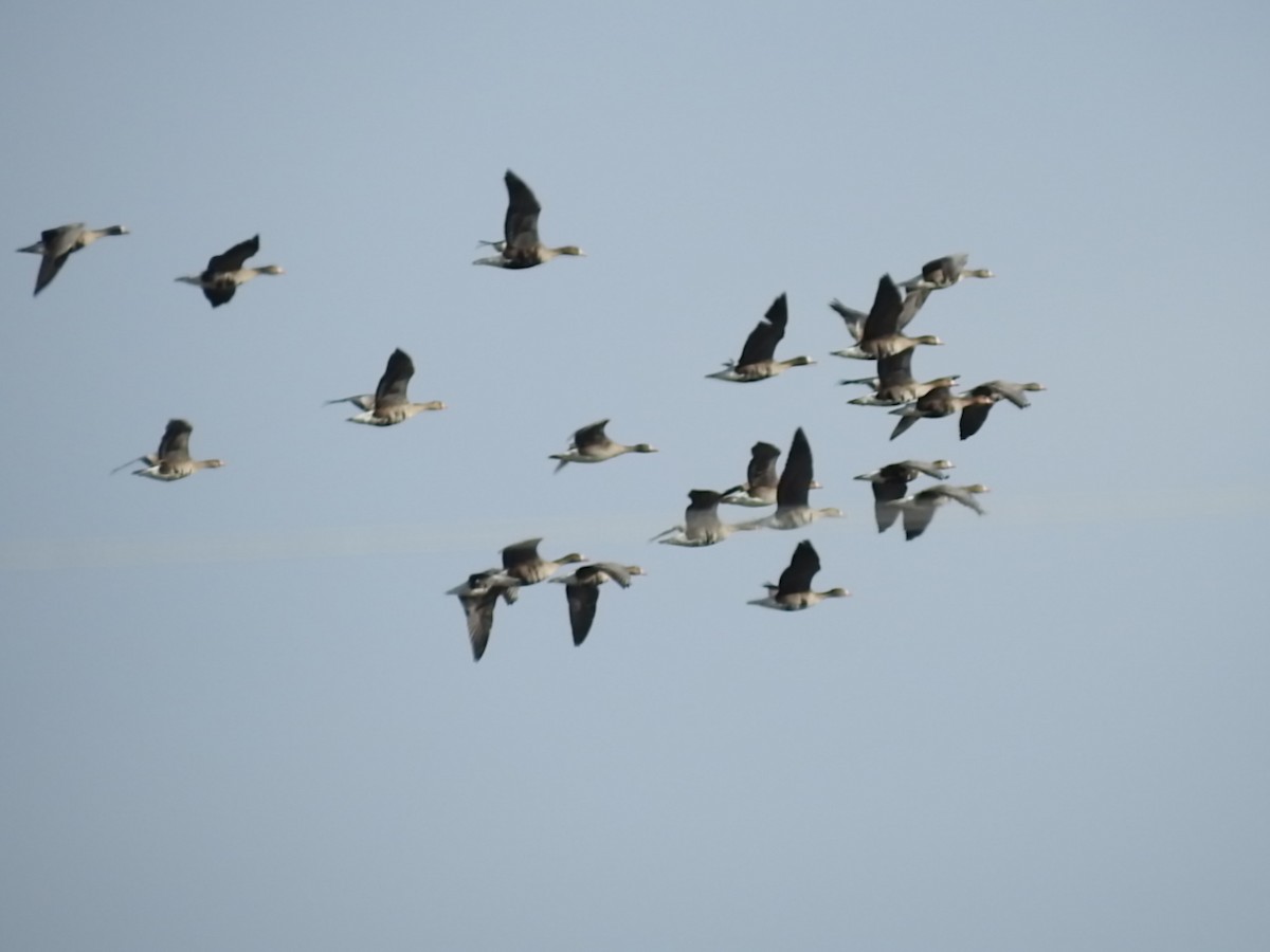 Greater White-fronted Goose - Laura Burke