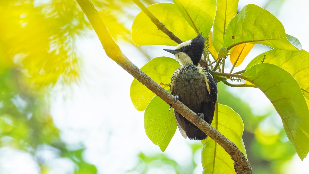 Heart-spotted Woodpecker - Ashwin Gowda