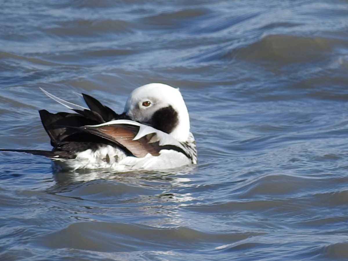 Long-tailed Duck - Laura Burke