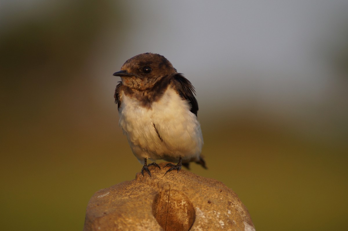 Barn Swallow - Manoj Karingamadathil