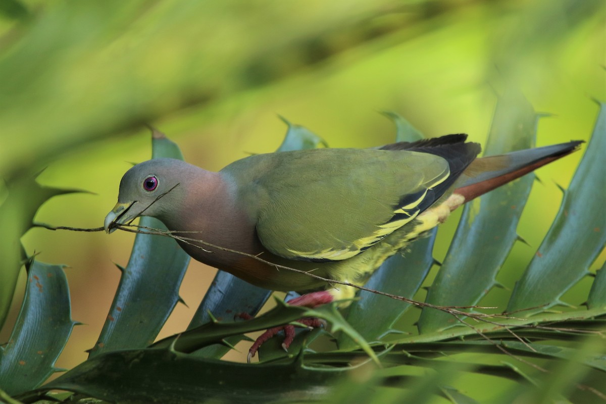 Pink-necked Green-Pigeon - Monika Czupryna