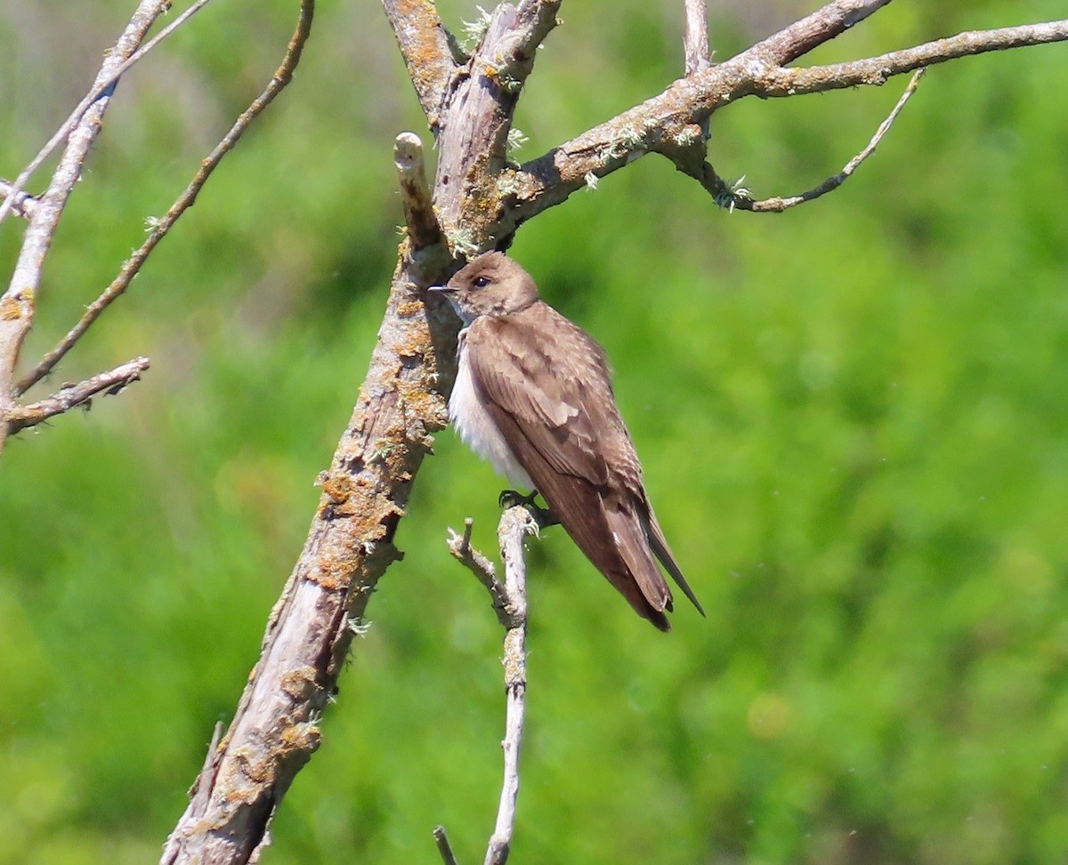 Northern Rough-winged Swallow - ML153316041