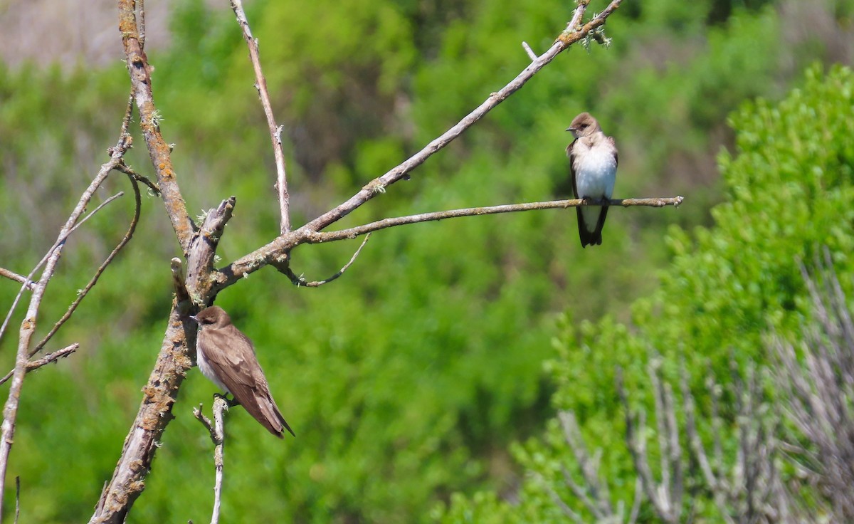 Northern Rough-winged Swallow - ML153316071