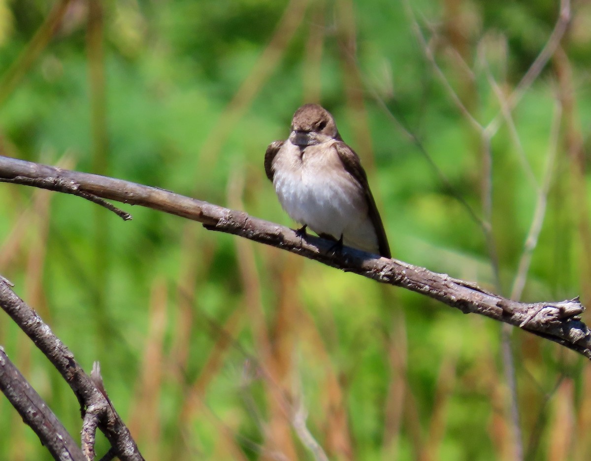 Northern Rough-winged Swallow - ML153316091