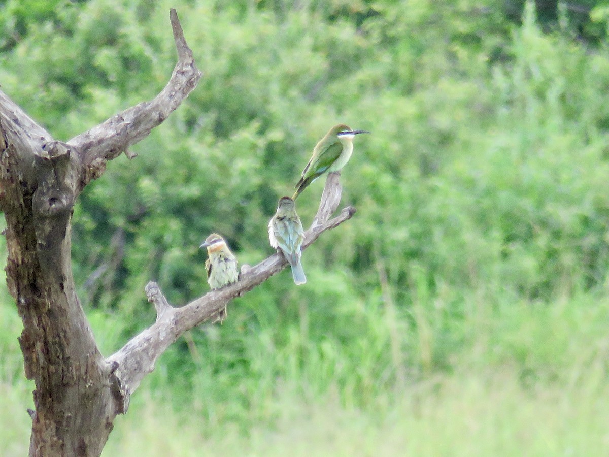 Madagascar Bee-eater - ML153316401