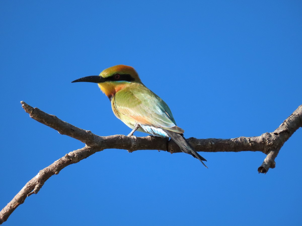 Rainbow Bee-eater - Russell Woodford