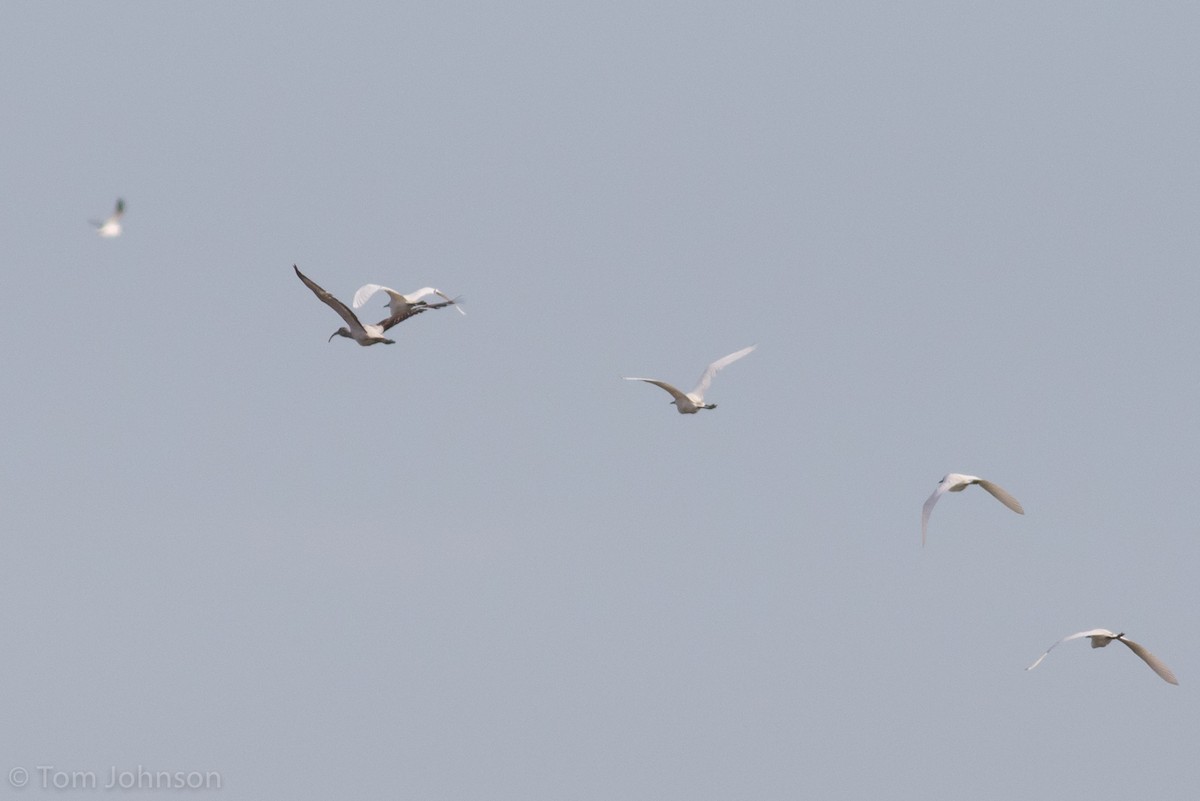 ibis bílý - ML153319191