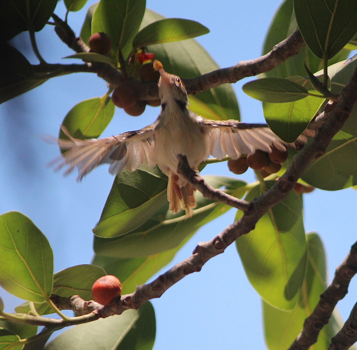 Common Tailorbird - Sheeja  Rajagopal