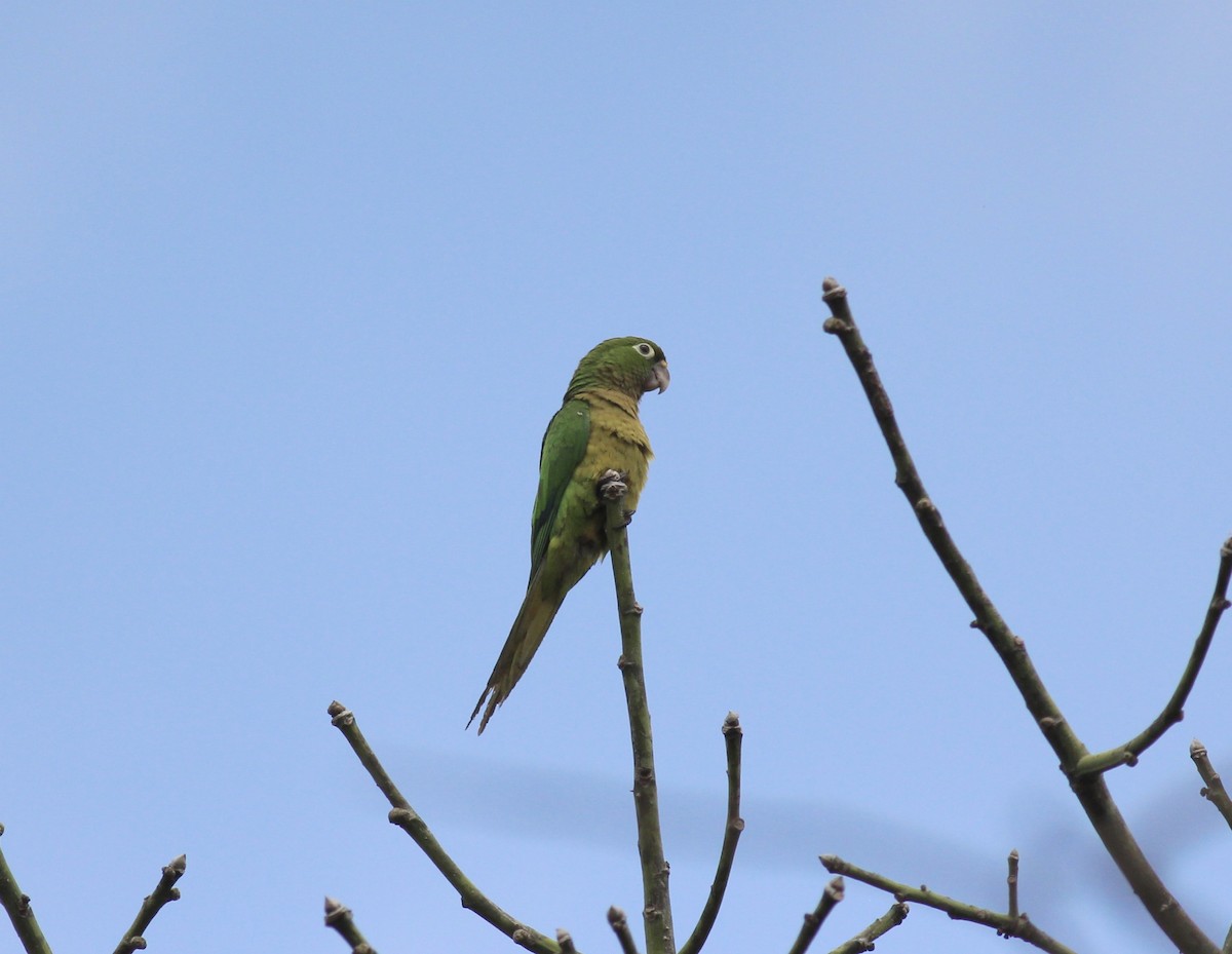 Olive-throated Parakeet - Jamie Adams
