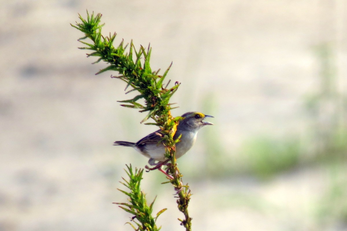 Yellow-browed Sparrow - Pat McKay