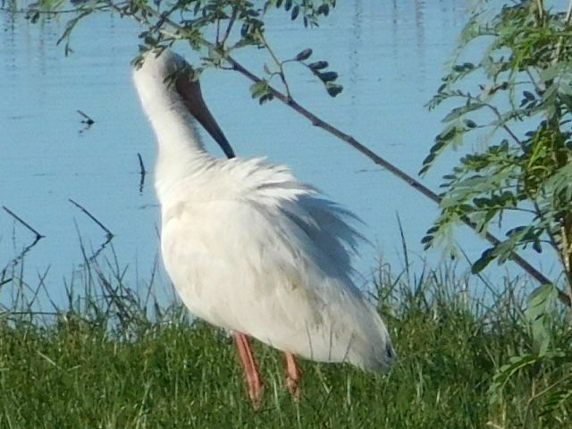 ibis bílý - ML153322571