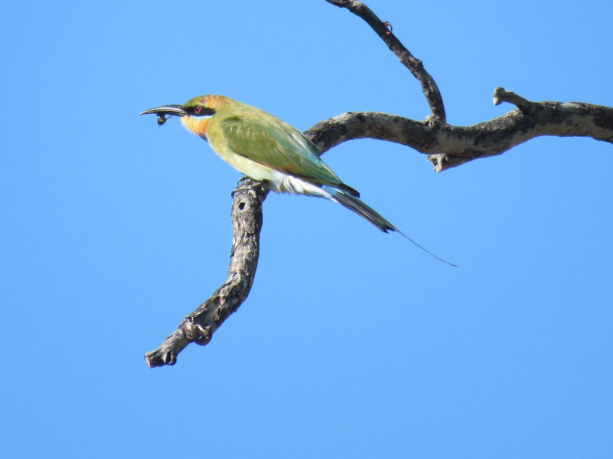 Rainbow Bee-eater - Ceri Pearce