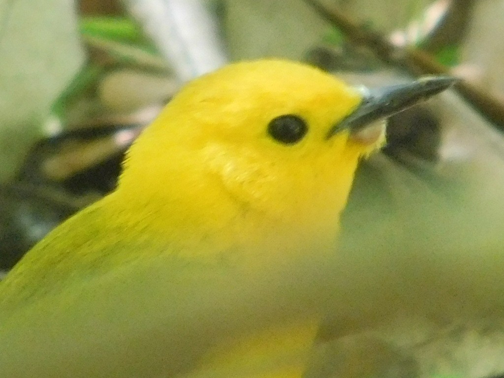 Prothonotary Warbler - ML153323381