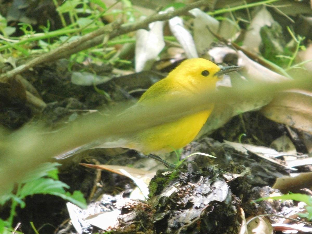 Prothonotary Warbler - ML153323461