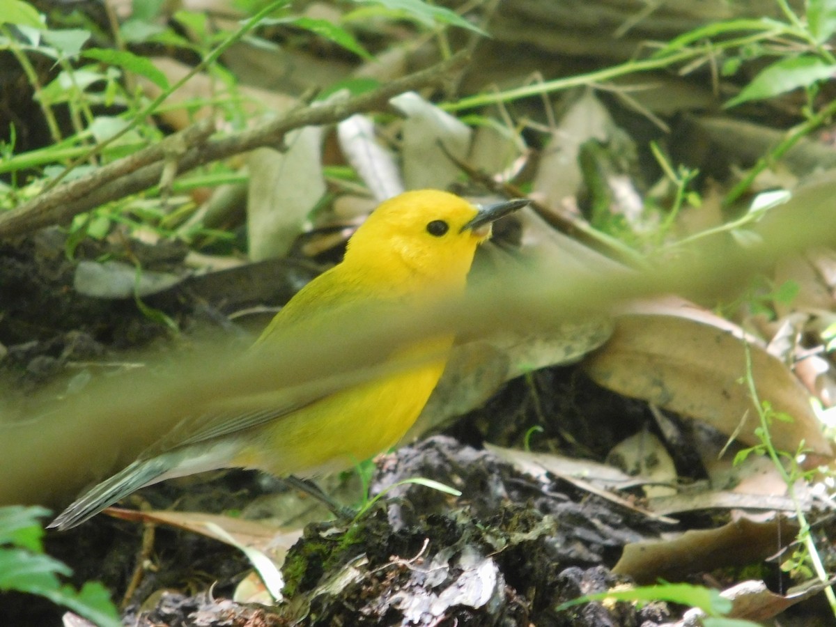 Prothonotary Warbler - ML153323491