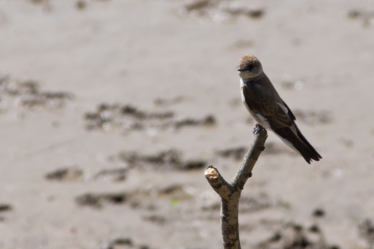Northern Rough-winged Swallow - Rob Dickerson