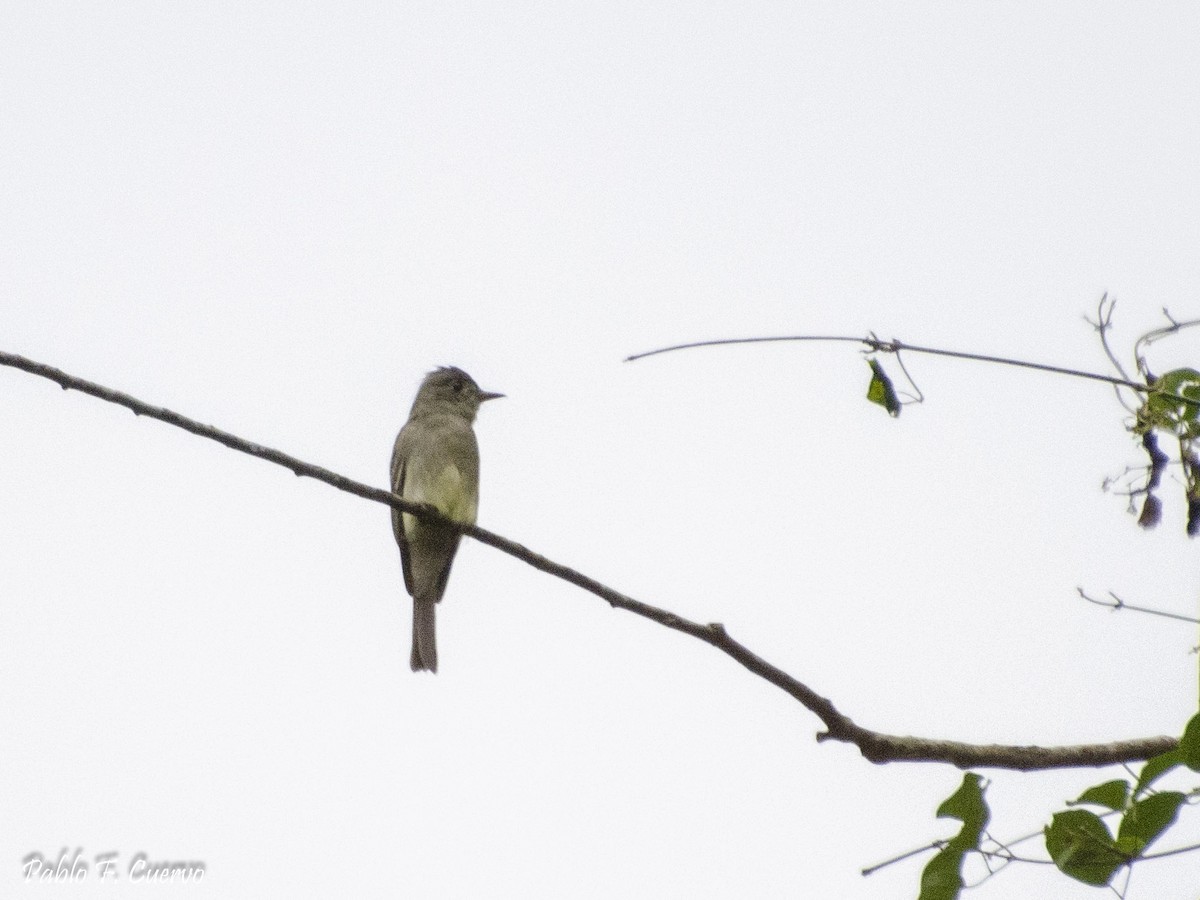 Southern Tropical Pewee - Pablo Cuervo