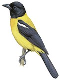 Black-throated Shrike-Tanager Illustration