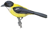 White-throated Shrike-Tanager Illustration