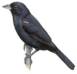 Red-shouldered Tanager Illustration