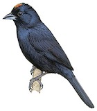 Ruby-crowned Tanager Illustration