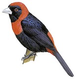 Crimson-collared Tanager Illustration