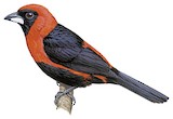 Masked Crimson Tanager Illustration