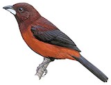 Crimson-backed Tanager Illustration