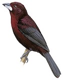 Silver-beaked Tanager Illustration