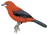 Brazilian Tanager Illustration