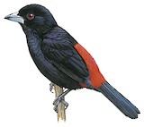 Scarlet-rumped Tanager Illustration