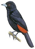 Flame-rumped Tanager Illustration