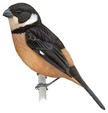 Cinnamon-rumped Seedeater Illustration