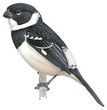 Morelet's Seedeater Illustration