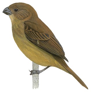 Sporophila corvina corvina