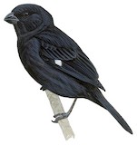 Variable Seedeater Illustration