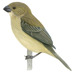 Sporophila corvina ophthalmica