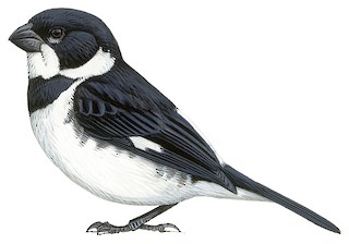 Sporophila corvina ophthalmica