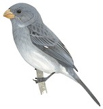 Grey Seedeater Illustration