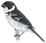 Wing-barred Seedeater Illustration