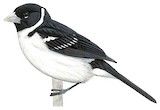 White-naped Seedeater Illustration