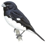 Black-and-white Seedeater Illustration