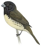 Yellow-bellied Seedeater Illustration