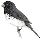 Dubois's Seedeater Illustration