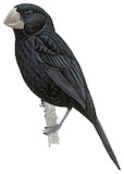 Nicaraguan Seed Finch Illustration